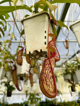 Nepenthes ventricosa x pectinata *ROOTED CUTTINGS*