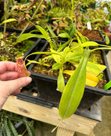 Nepenthes maxima x aristolochioides BE-3578 *ROOTED CUTTINGS*