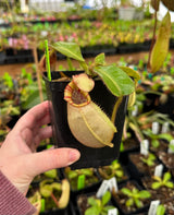 Nepenthes veitchii BE-3734 'Bario squat' *Confirmed Striped*