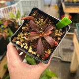 Nepenthes peltata x (veitchii x lowii) BE-4516