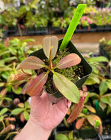 Nepenthes rajah x (veitchii x platychila) BE-4017 *SEED-GROWN*