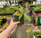 Nepenthes burbidgeae x glandulifera BE-3888