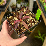 Nepenthes (veitchii x mira) x klossii BE-4548