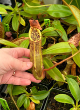 Nepenthes bokorensis x spectabilis PRE-1002