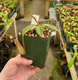 Nepenthes bokorensis x spectabilis PRE-1002