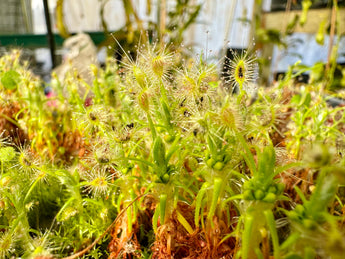 Drosera scorpioides gemmae (10 gemmae)