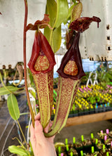 Nepenthes maxima (Gng. Lumut) BE-3067 *Confirmed female clone*