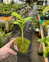 Nepenthes talangensis x sibuyanensis BE-3641 *ROOTED CUTTINGS*