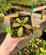 Nepenthes platychila x fusca BE-3847