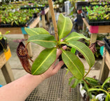 Nepenthes burbidgeae x glandulifera BE-3888