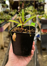 Nepenthes glabrata BE-4622 (Special mix of rooted cuttings)