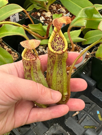 Nepenthes bokorensis x spectabilis PRE-1002