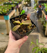 Nepenthes maxima (Gng. Lumut) BE-3067 *Confirmed female clone*