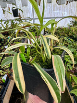 Nepenthes alata (variegated) *ROOTED CUTTINGS*