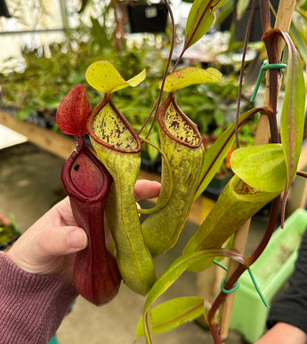 Nepenthes 