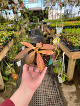 Nepenthes spectabilis x platychila BE-3760