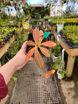 Nepenthes spectabilis x platychila BE-3760