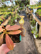 Nepenthes spectabilis x platychila BE-3760