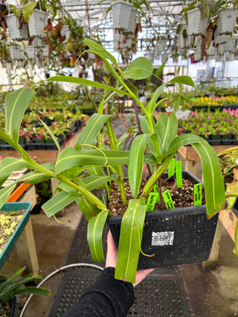 Nepenthes burkei *ROOTED CUTTINGS*