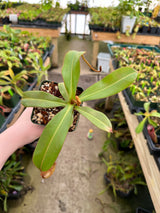 Nepenthes bokorensis x spectabilis PRE-1002