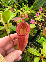 Nepenthes robcantleyi x jacquelineae BE-4028