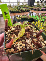 Nepenthes izumiae BE-3925