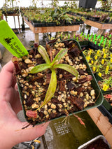 Nepenthes izumiae BE-3925