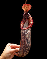 Nepenthes spectabilis x bongso BE-3991 *PRE-SALE*