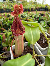 Nepenthes veitchii x lowii BE-4508 (X-Large and Large rooted cuttings)