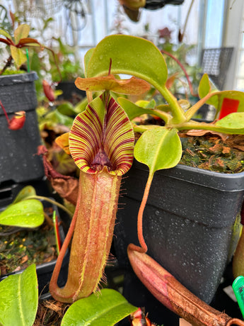 Nepenthes (veitchii x lowii) x robcantleyi BE-3841