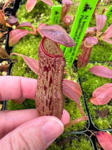 Nepenthes boschiana x klossii BE-4530