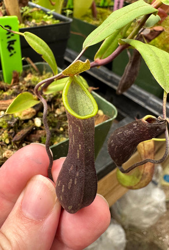 Nepenthes mikei (Bandahara) BE-3506