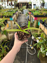 Nepenthes ceciliae BE-3708 *ROOTED CUTTING*