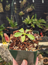 Nepenthes (veitchii x lowii) x (burbidgeae x edwardsiana) BE-3980