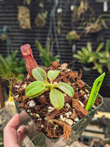 Nepenthes petiolata BE-3913