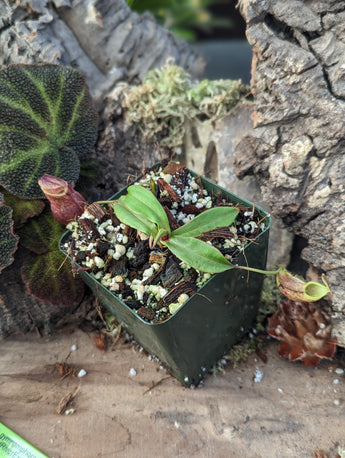 Nepenthes gymnamphora 'Talakmau' BE-4059