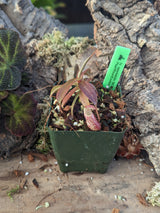 Nepenthes spectabilis BE-3322 "Perkinson Giant"