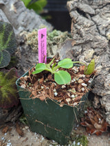 Nepenthes robcantleyi x (burbidgeae x edwardsiana) BE-4023