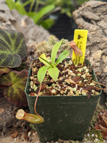 Nepenthes burkei x flava BE-4046