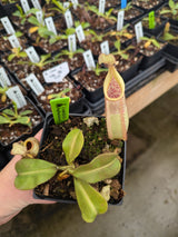 Nepenthes veitchii BE-3734 'Bario squat' *Not confirmed striped*