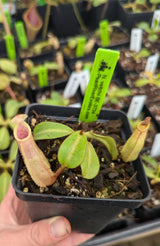 Nepenthes veitchii BE-3734 'Bario squat' *Not confirmed striped*