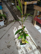 Nepenthes x Red Leopard *SPECIMEN*