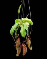 Nepenthes talangensis x zakariana BE-4552