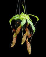 Nepenthes talangensis x zakariana BE-4552