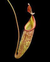 Nepenthes talangensis x zakariana BE-4552