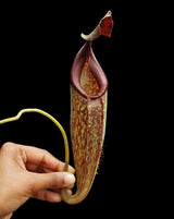 Nepenthes talangensis x zakariana BE-4552