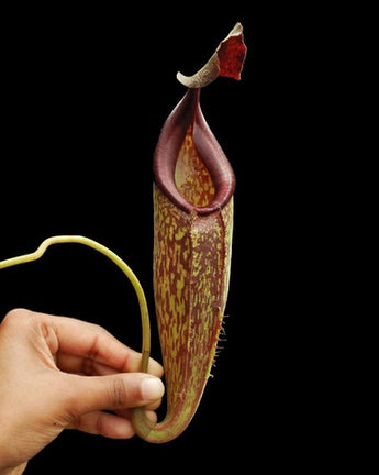 Nepenthes talangensis x zakariana BE-4552