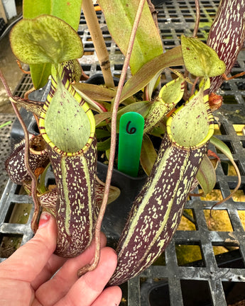 Nepenthes spectabilis BE-3177 (Sibuyatan form)