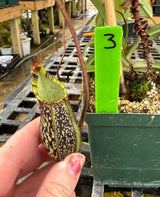 Nepenthes spectabilis BE-3177 (Sibuyatan form)