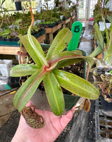 Nepenthes spectabilis BE-3177 (Sibuyatan form)